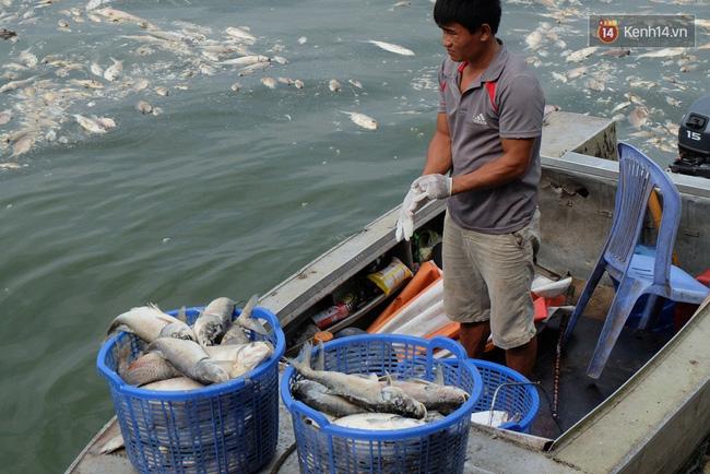 Gần 80 tấn cá chết được thu gom, chưa bao giờ Hồ Tây chết nhiều cá đến thế! - Ảnh 3.