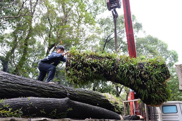 TP.HCM không có chủ trương đốn toàn bộ cây xanh trong sân trường - Ảnh 2.